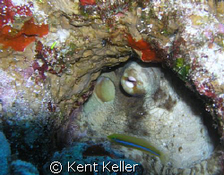 Octopus's Garden - Eye of the Octopus by Kent Keller 